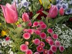 080403_flower.jpg