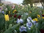 080403_flowersakura.jpg