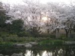080403_sunset.jpg