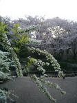 080403_yukiyanagi.jpg