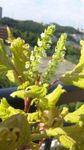 100930_shiso.jpg