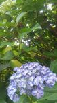 130609_ajisai2.jpg