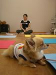 070701_dogyoga.jpg