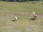 080422_dogrun2.jpg