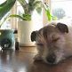aromadedogyoga.jpg