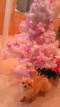 091213_xmastree.jpg