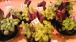 100418_herb.jpg
