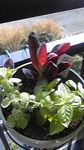 100418_kitchenherb.jpg